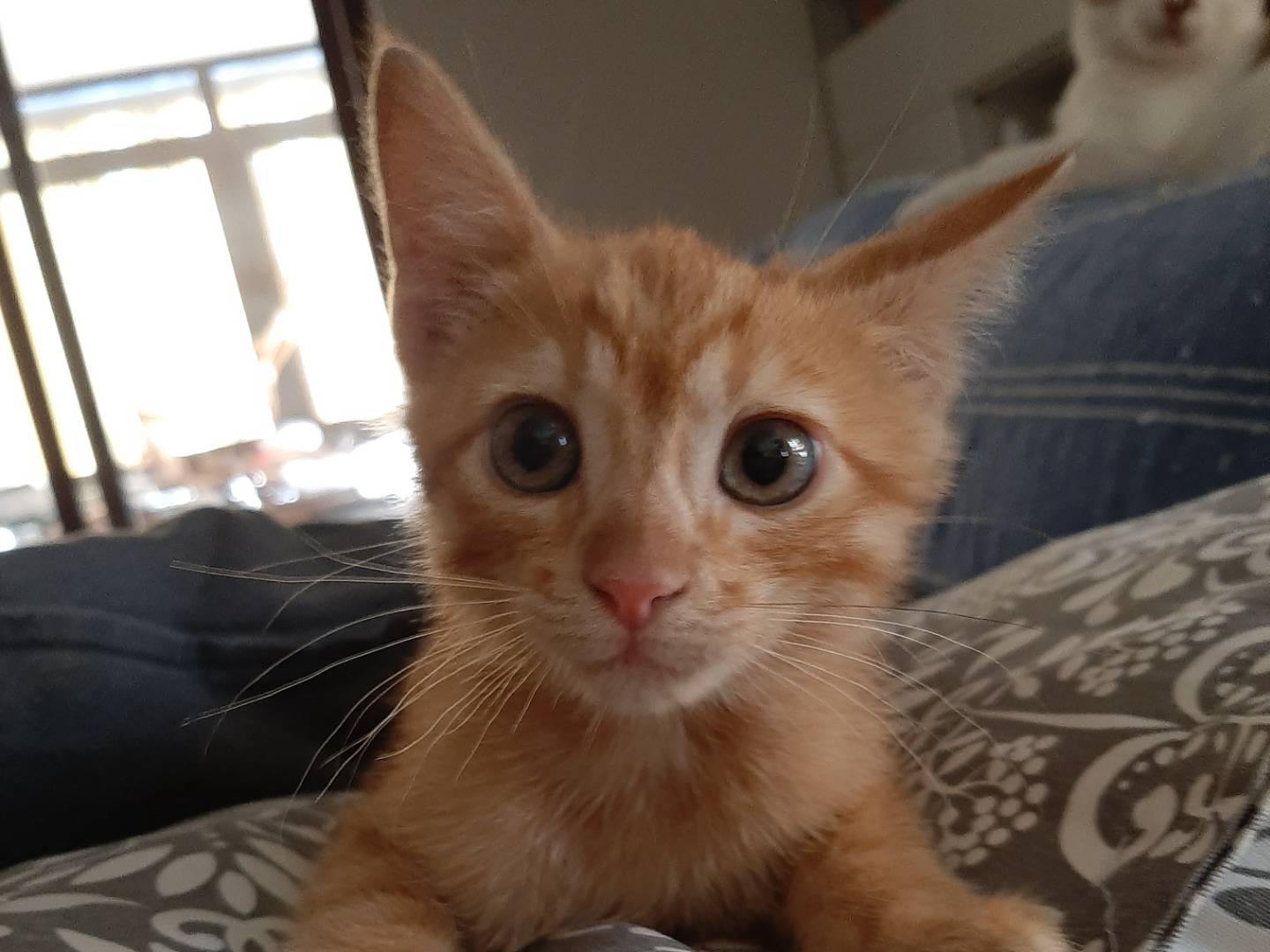 Adotta il gatto Sole a Napoli