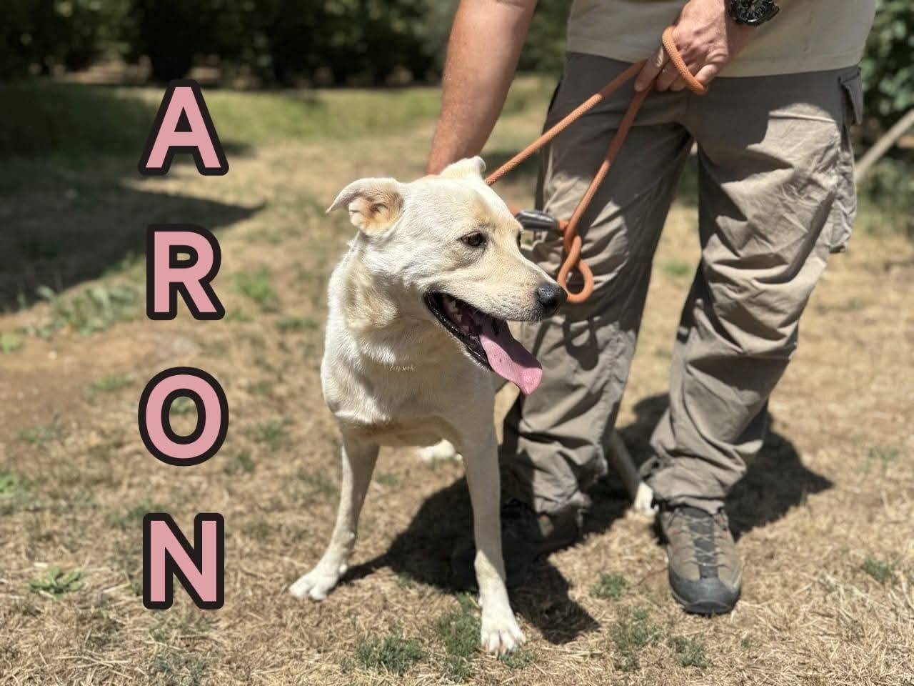 Adotta il cane ARON a Roma