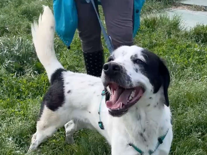 Vuoi adottare un cane a Milano?