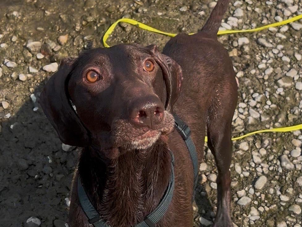 Adotta un cane, maschio, 7 anni e 10 mesi, Milano