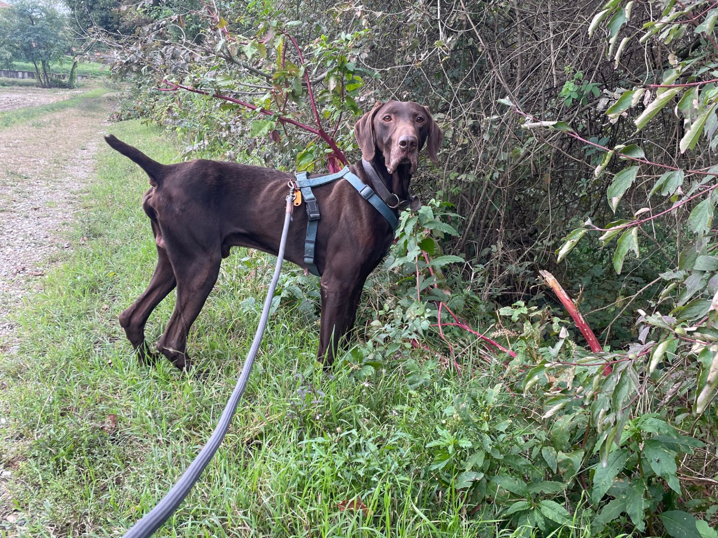 Adotta un cane, taglia media, maschio, Milano