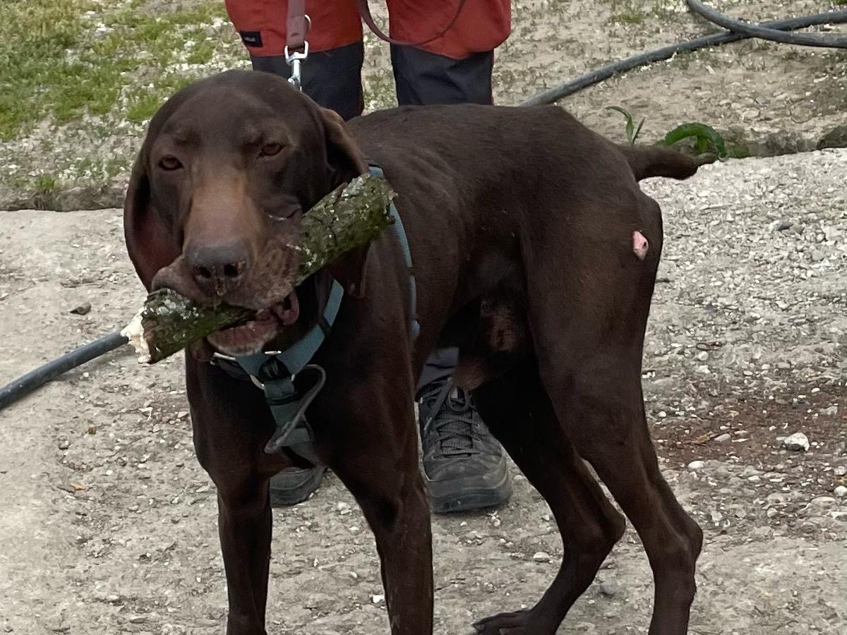 Vuoi adottare un cane a Milano?