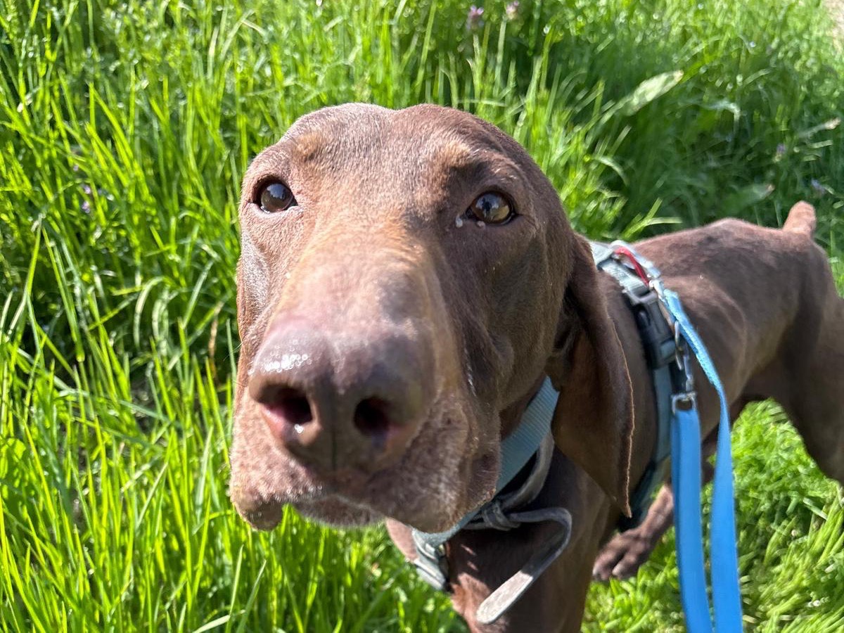 Adotta il cane Arturo a Milano