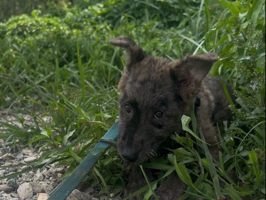 Adozione cane, maschio, Razza sconosciuta Razza sconosciuta, 4 mesi, taglia media, Milano