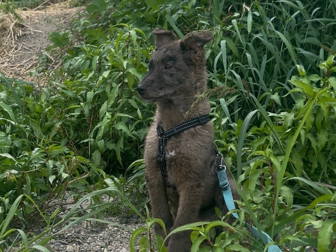Adotta un cane, maschio, 4 mesi, Milano