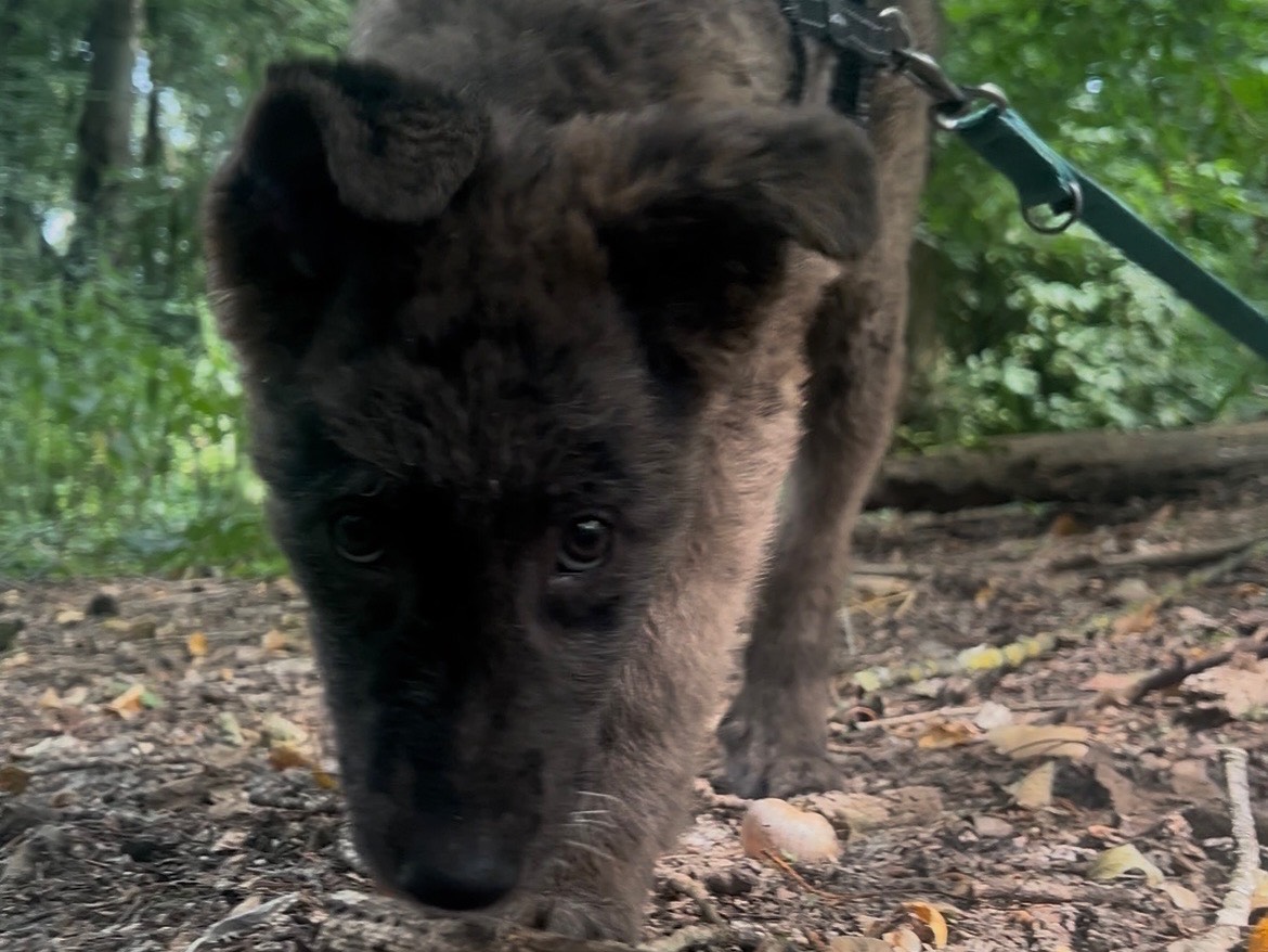 Adotta un cane, taglia media, maschio, Milano