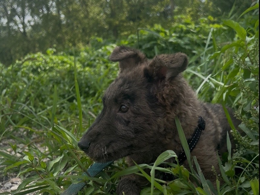 Vuoi adottare un cane a Milano?