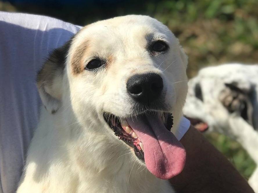 Adozione cane, femmina, Bassotto Jack Russell Terrier, 3 anni e 6 mesi, taglia piccola, Latina