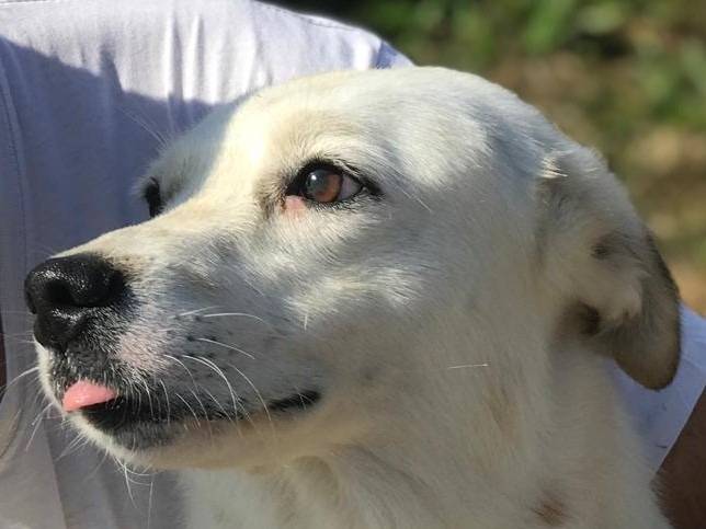 Adotta un cane, femmina, 3 anni e 6 mesi, Latina