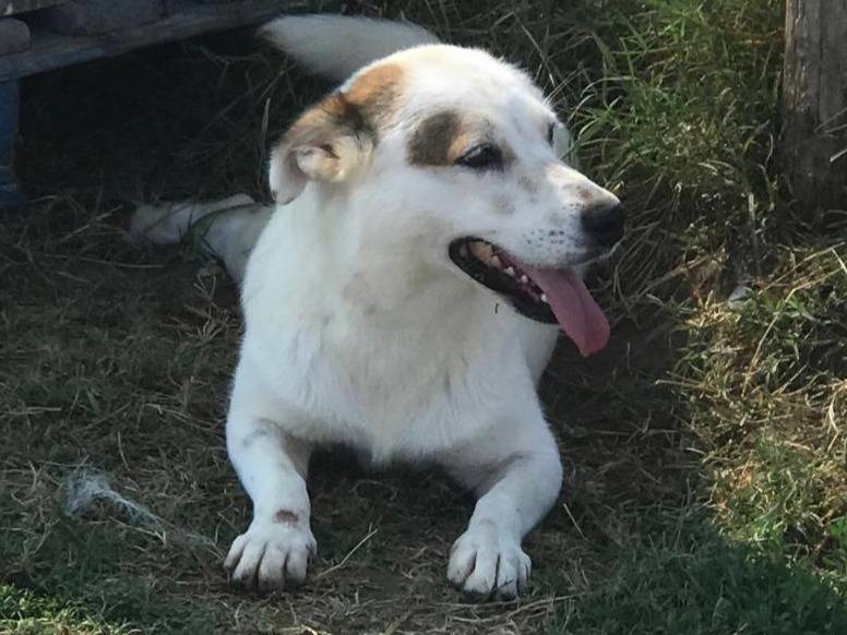 Adotta un cane, taglia piccola, femmina, Latina