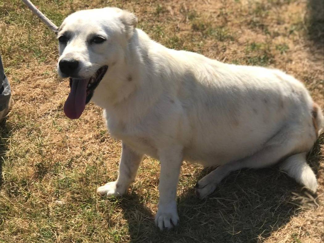 Vuoi adottare un cane a Latina?