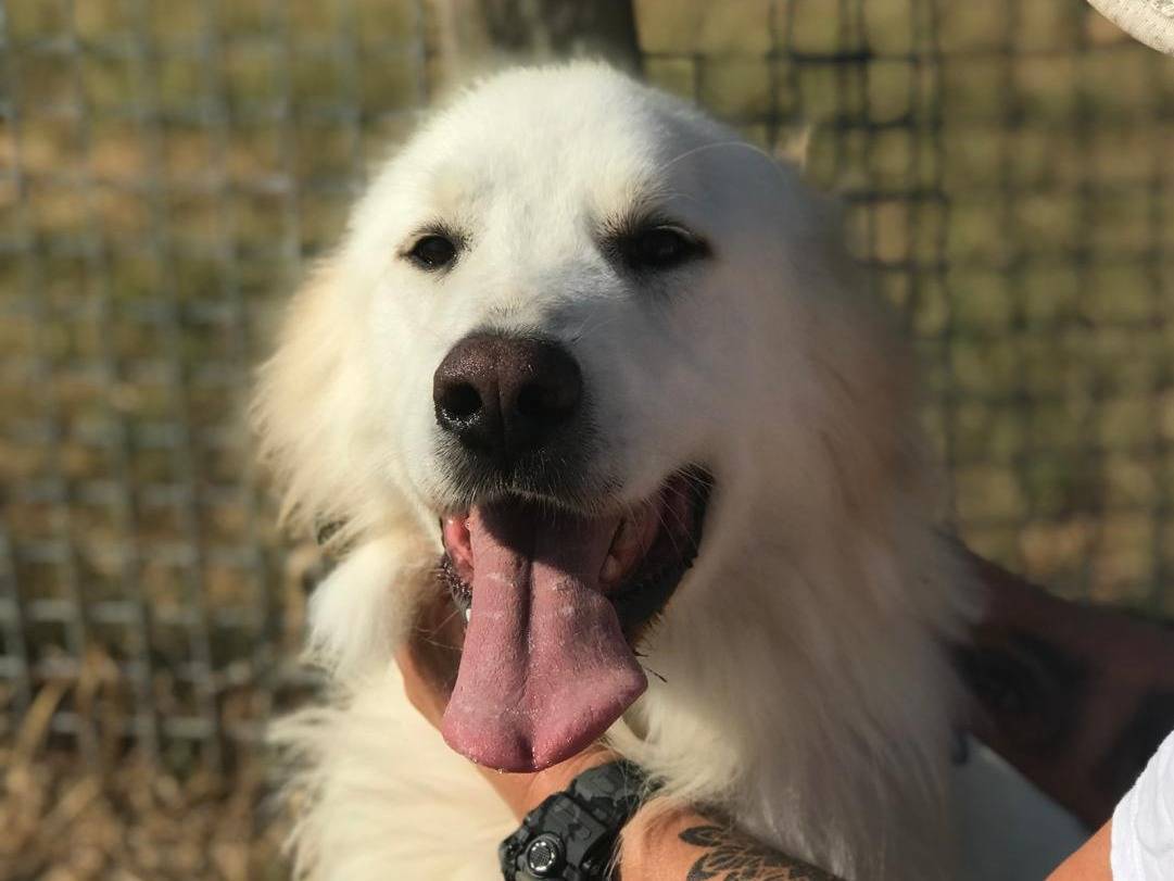 Adozione cane, maschio, Golden Retriever Pastore maremmano, 3 anni e 6 mesi, taglia grande, Latina