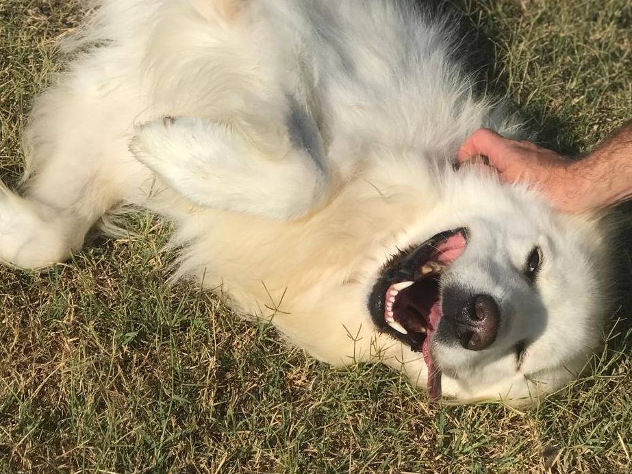 Adotta un cane, maschio, 3 anni e 6 mesi, Latina