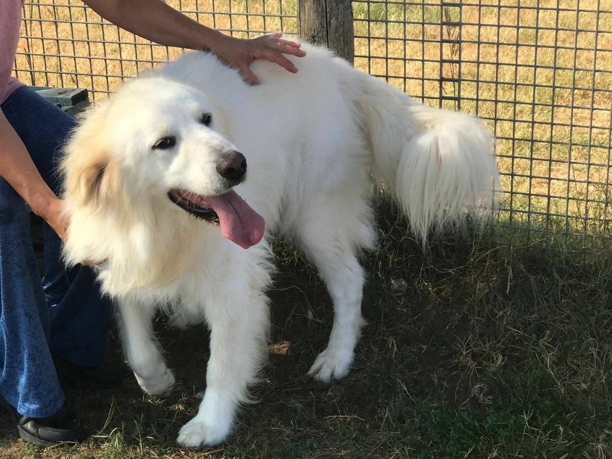 Adotta un cane, taglia grande, maschio, Latina