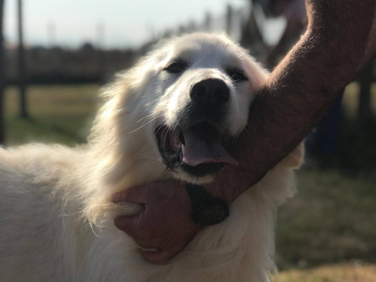 Vuoi adottare un cane a Latina?