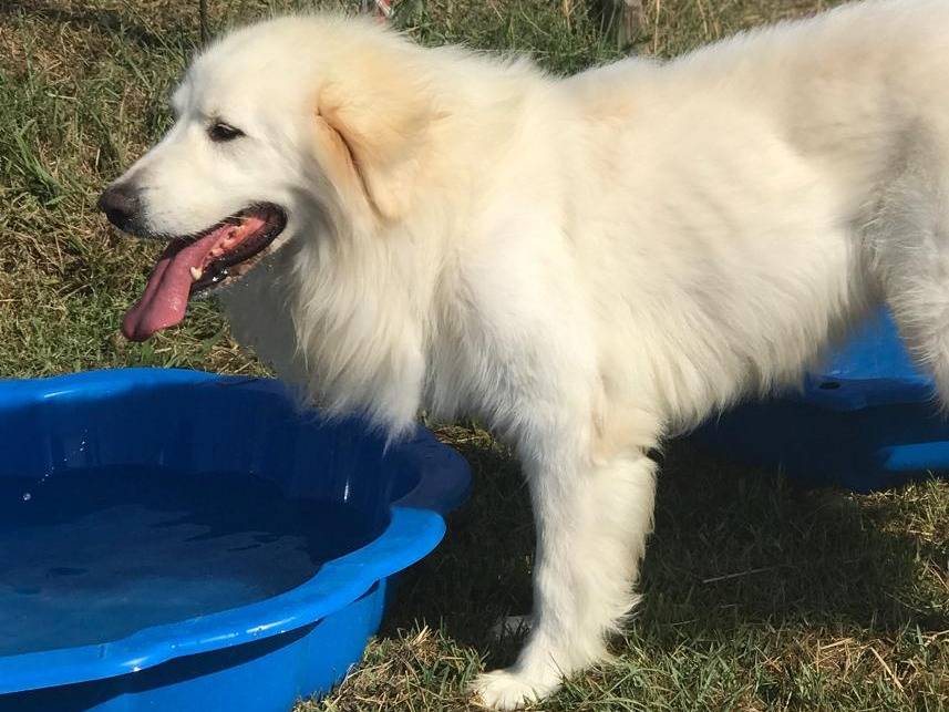 Adotta il cane Gerardo a Latina