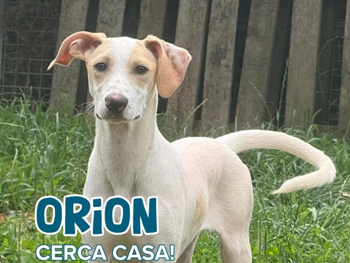 Adotta un cane, maschio, 5 mesi, Milano