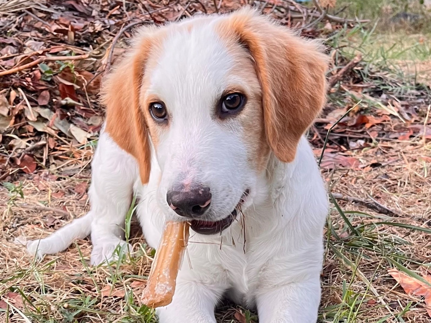 Adozione cane, maschio, Razza sconosciuta Razza sconosciuta, 1 mesi, taglia media, Salerno