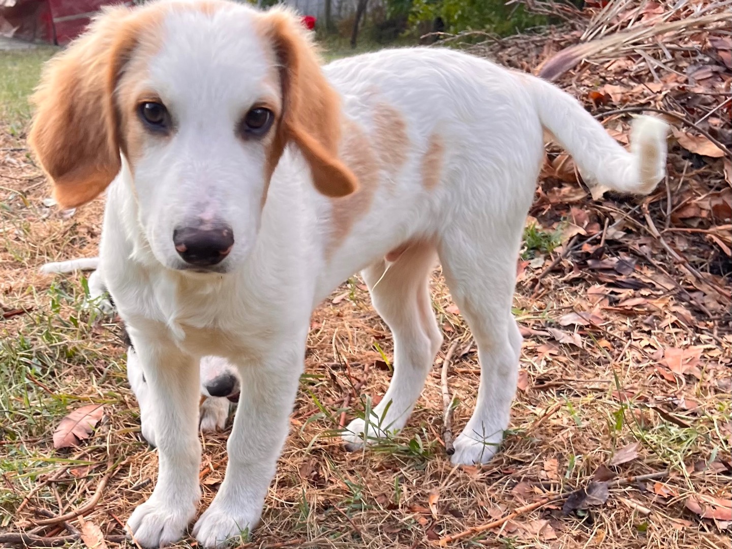 Adotta un cane, maschio, 1 mesi, Salerno