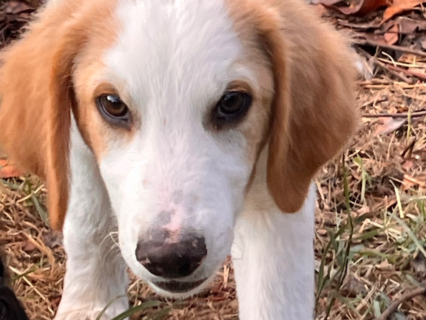 Adotta un cane, taglia media, maschio, Salerno