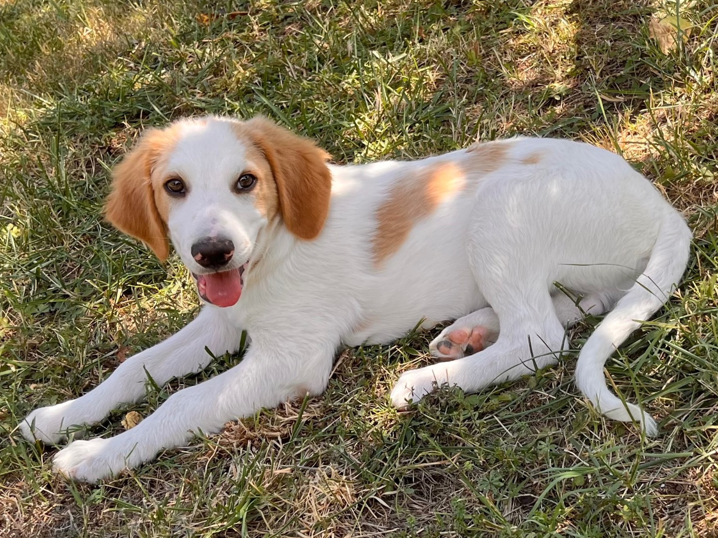 Vuoi adottare un cane a Salerno?