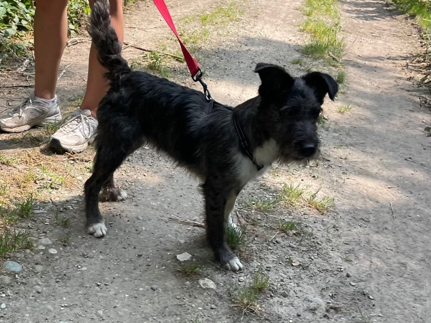 Vuoi adottare un cane a Milano?