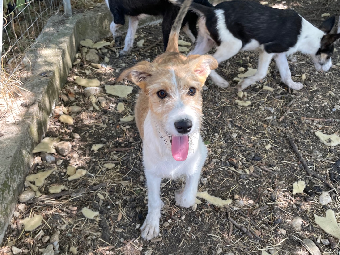 Vuoi adottare un cane a Caserta?