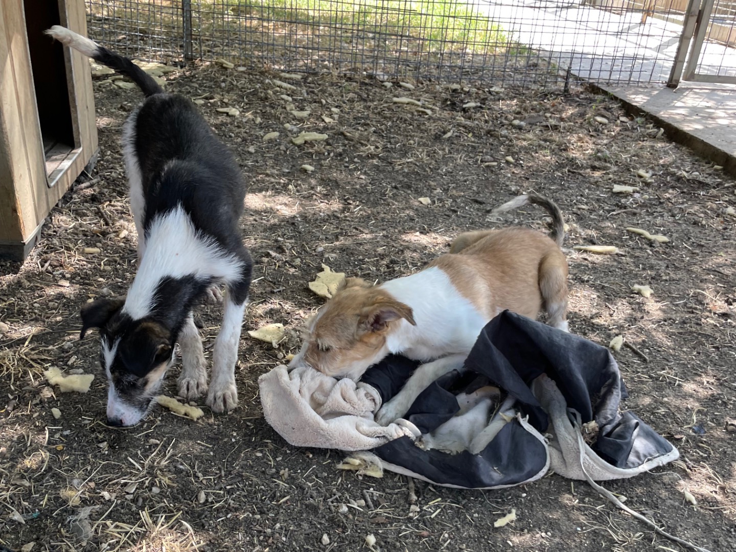 Adotta il cane Bonnie a Caserta