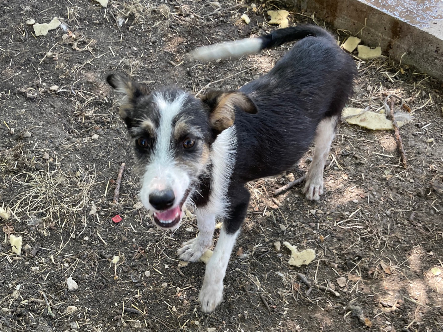 Adotta il cane Evelyn a Caserta
