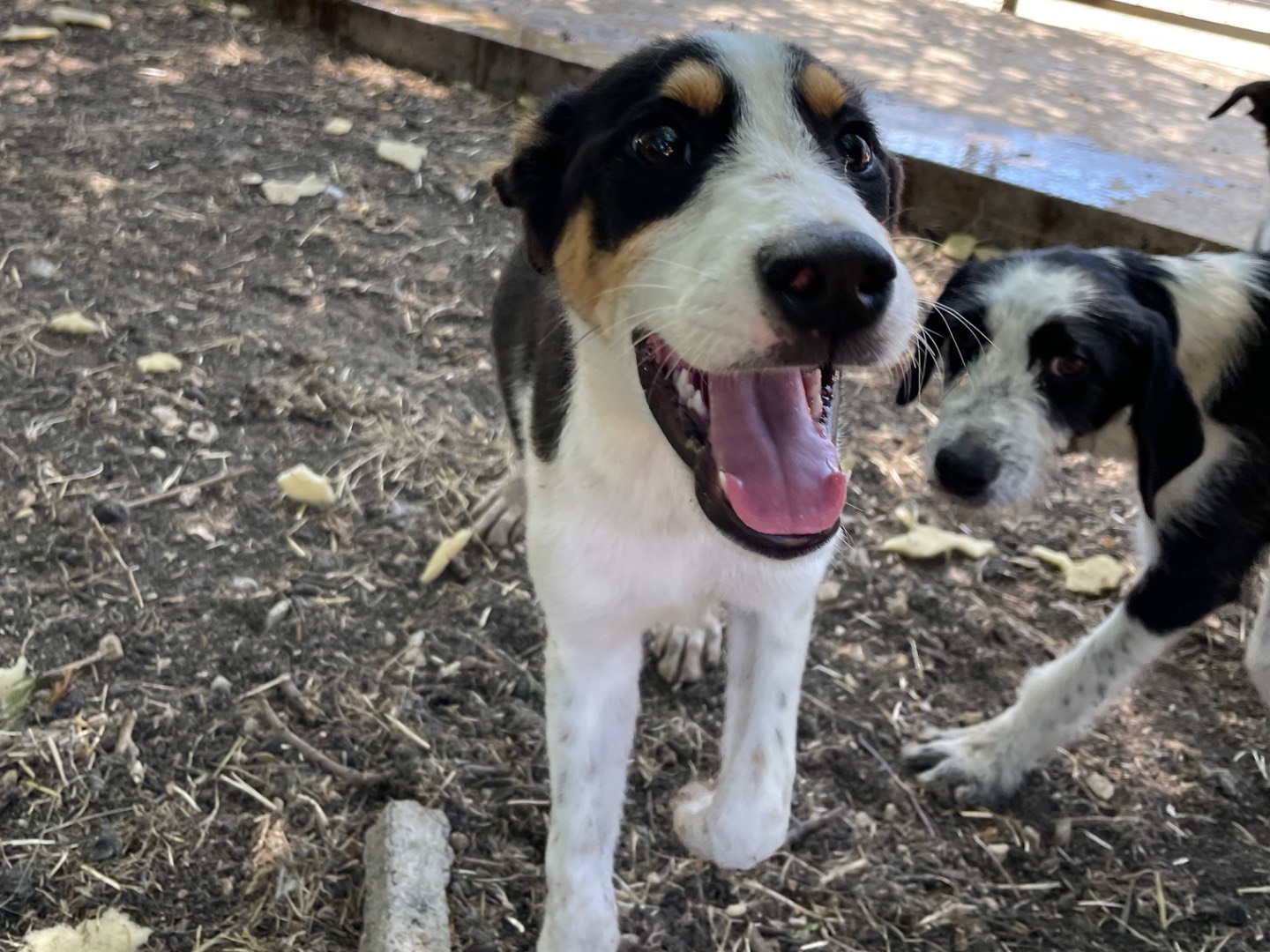 Adozione cane, maschio, Razza sconosciuta Razza sconosciuta, 4 mesi, taglia media, Caserta