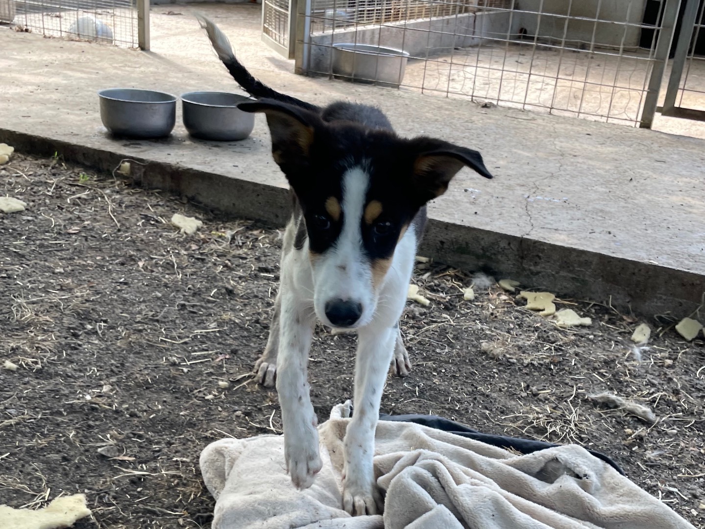 Adotta un cane, maschio, 4 mesi, Caserta