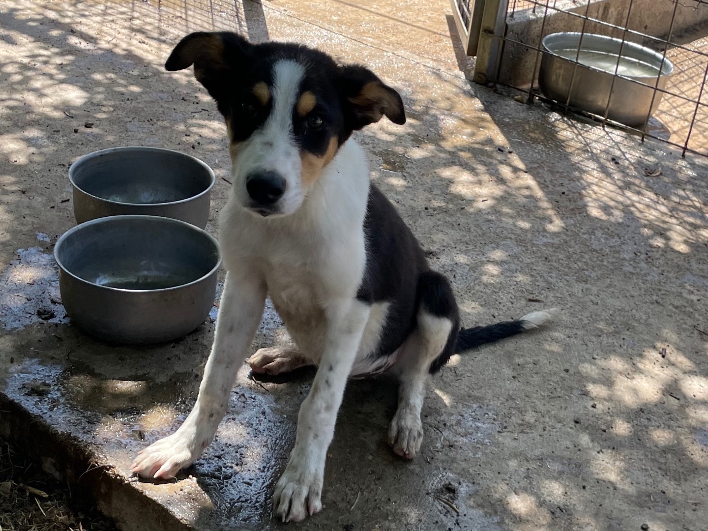 Adotta un cane, taglia media, maschio, Caserta