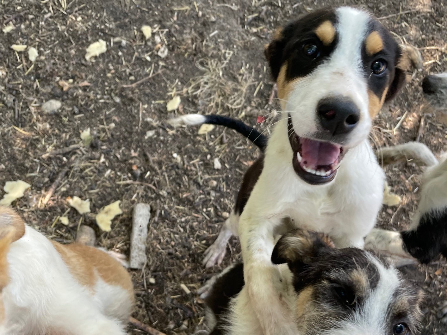 Vuoi adottare un cane a Caserta?