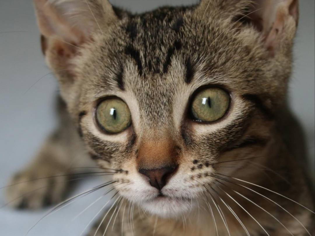 Adotta il gatto Pavarotti a Forl