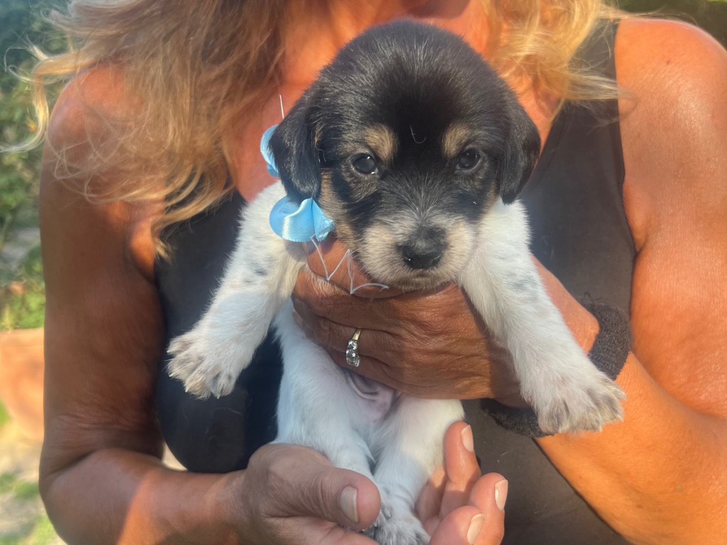 Adozione cane, maschio, Breton Spinone, 2 settimane, taglia media contenuta, Roma