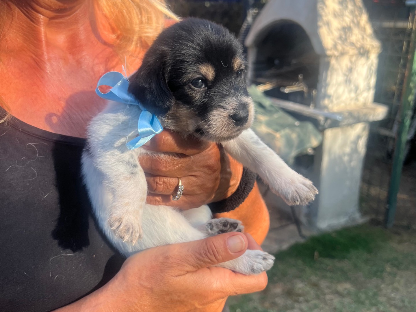 Adotta un cane, maschio, 2 settimane, Roma