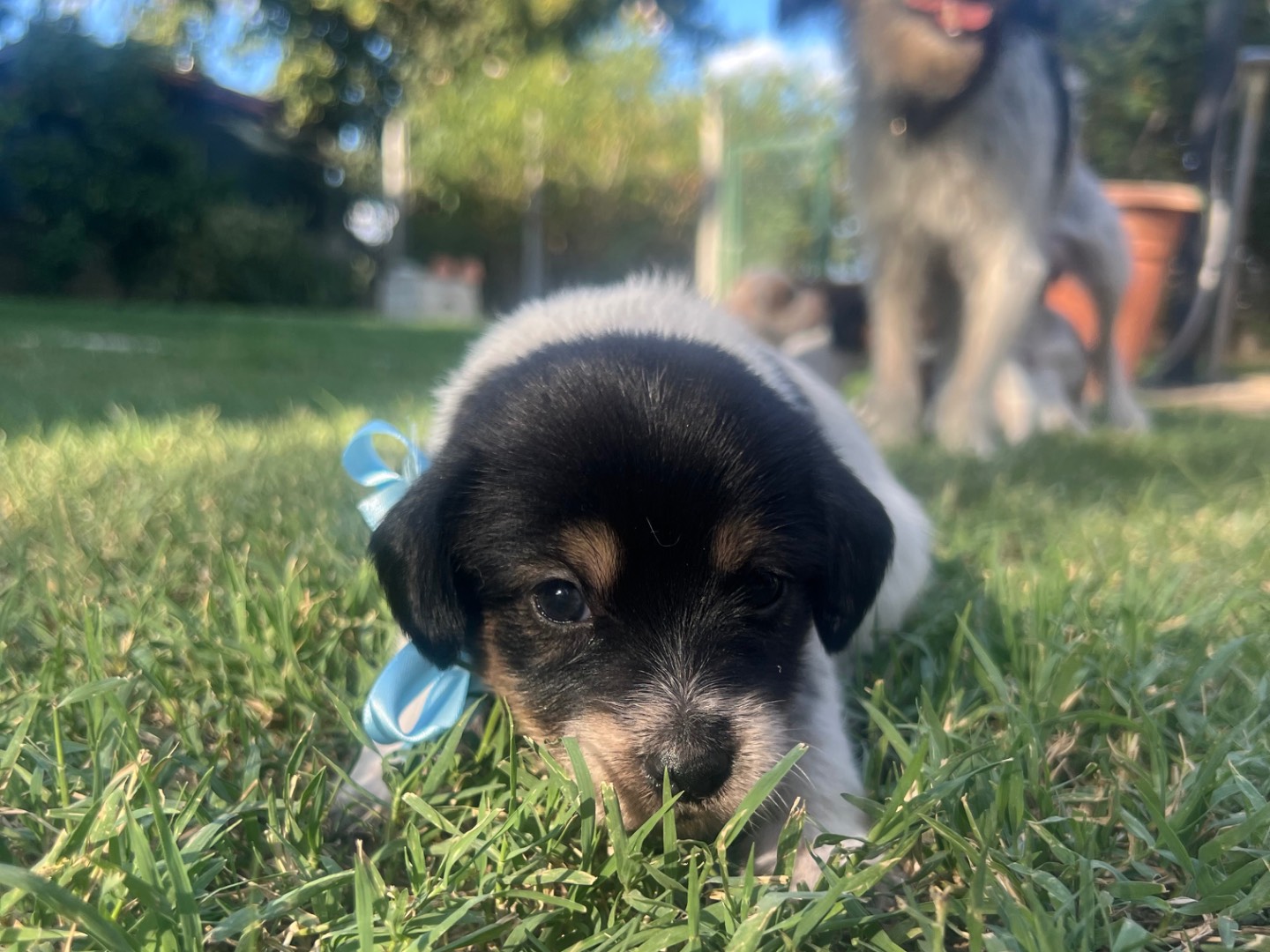 Adotta un cane, taglia media contenuta, maschio, Roma