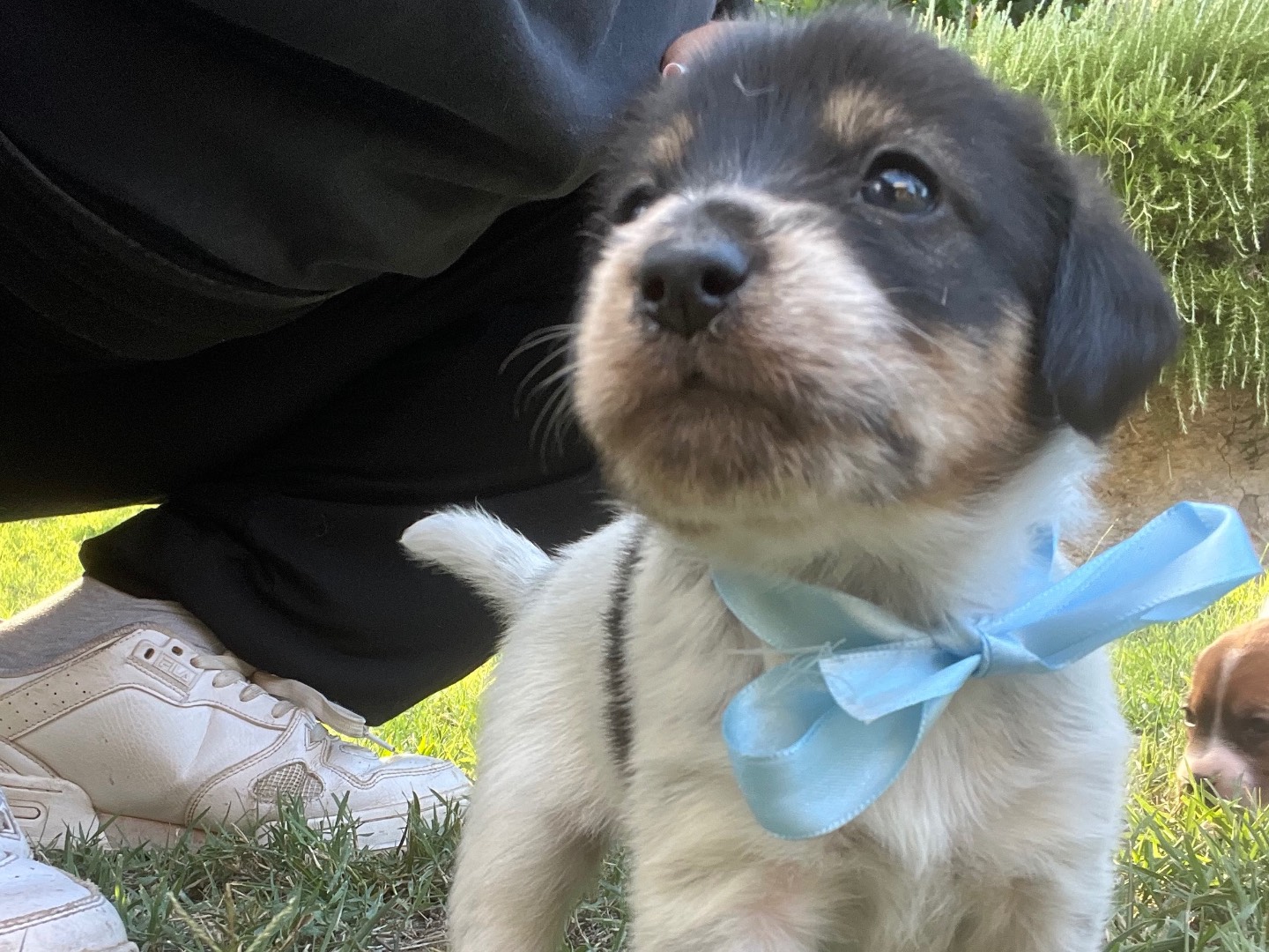 Vuoi adottare un cane a Roma?