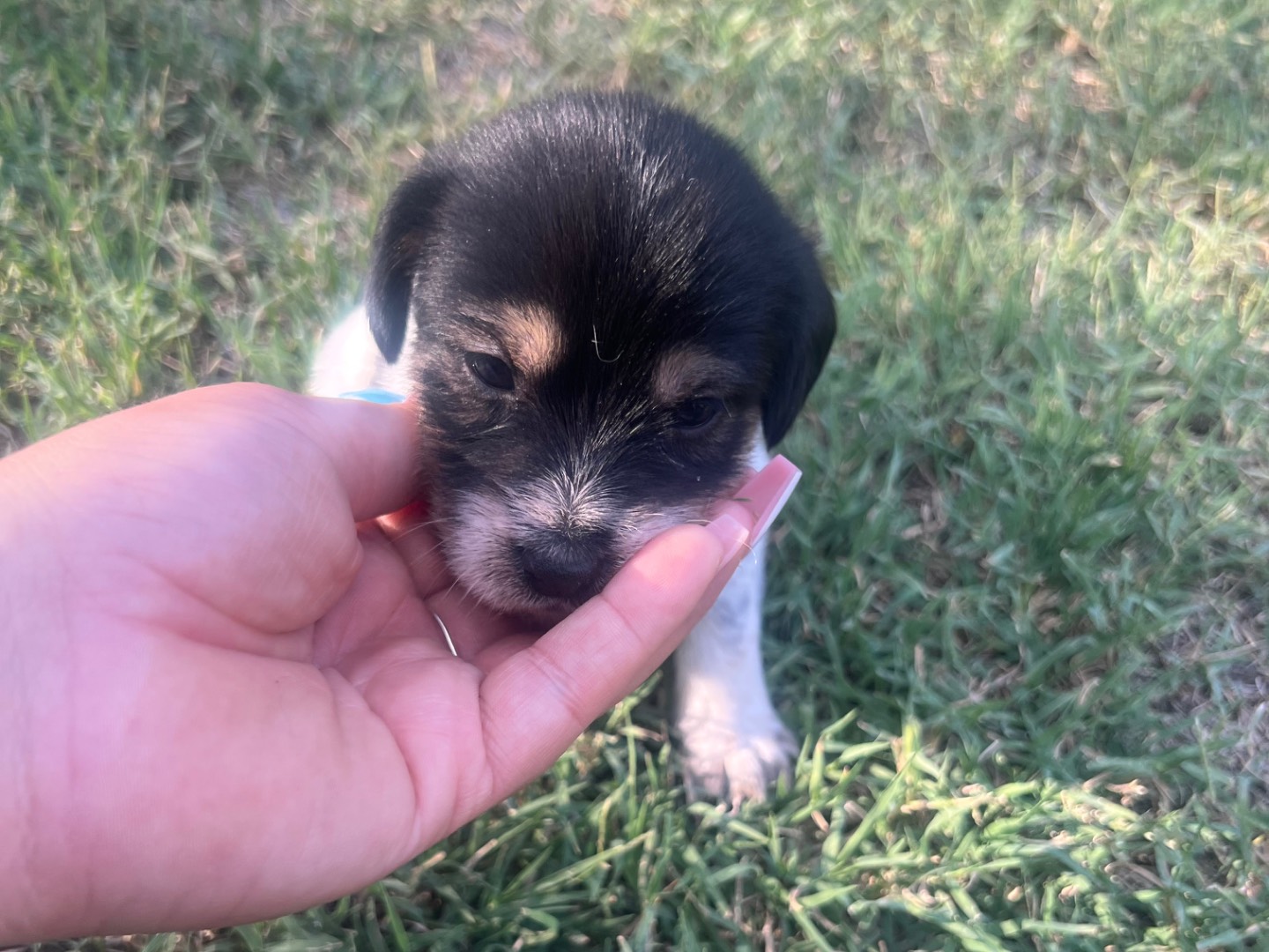 Adotta il cane Ollie a Roma