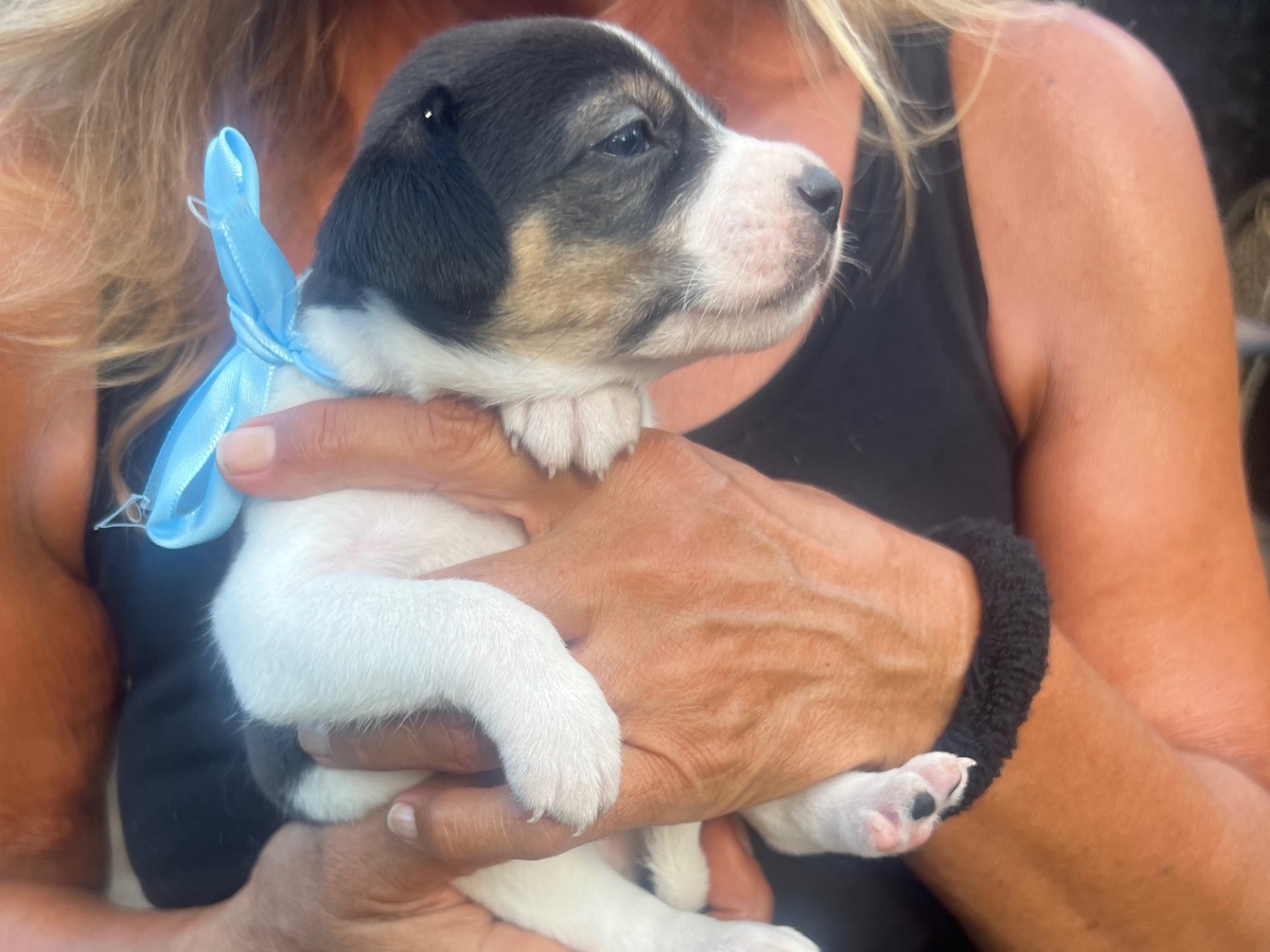 Adotta un cane, maschio, 2 settimane, Roma