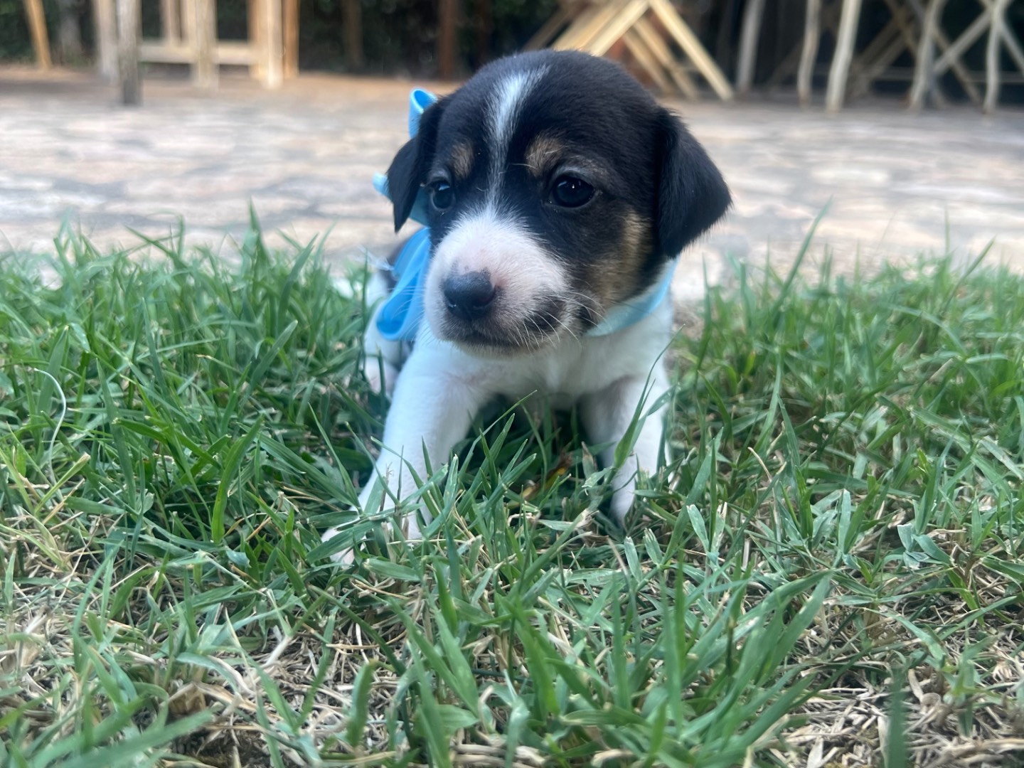 Adotta un cane, taglia media contenuta, maschio, Roma