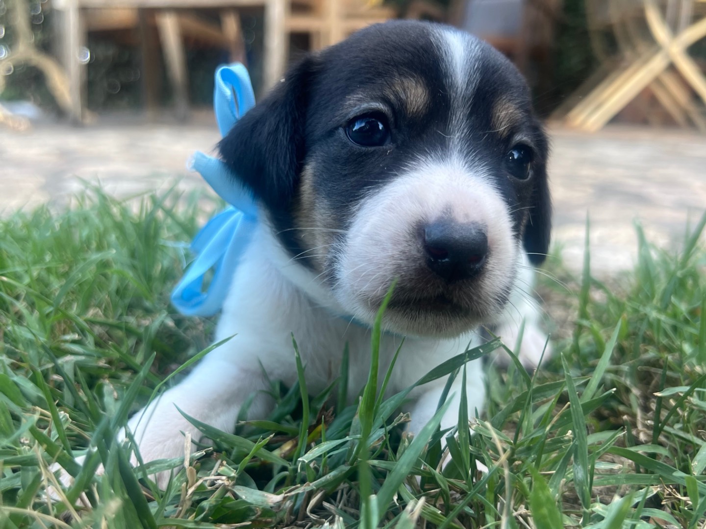Vuoi adottare un cane a Roma?