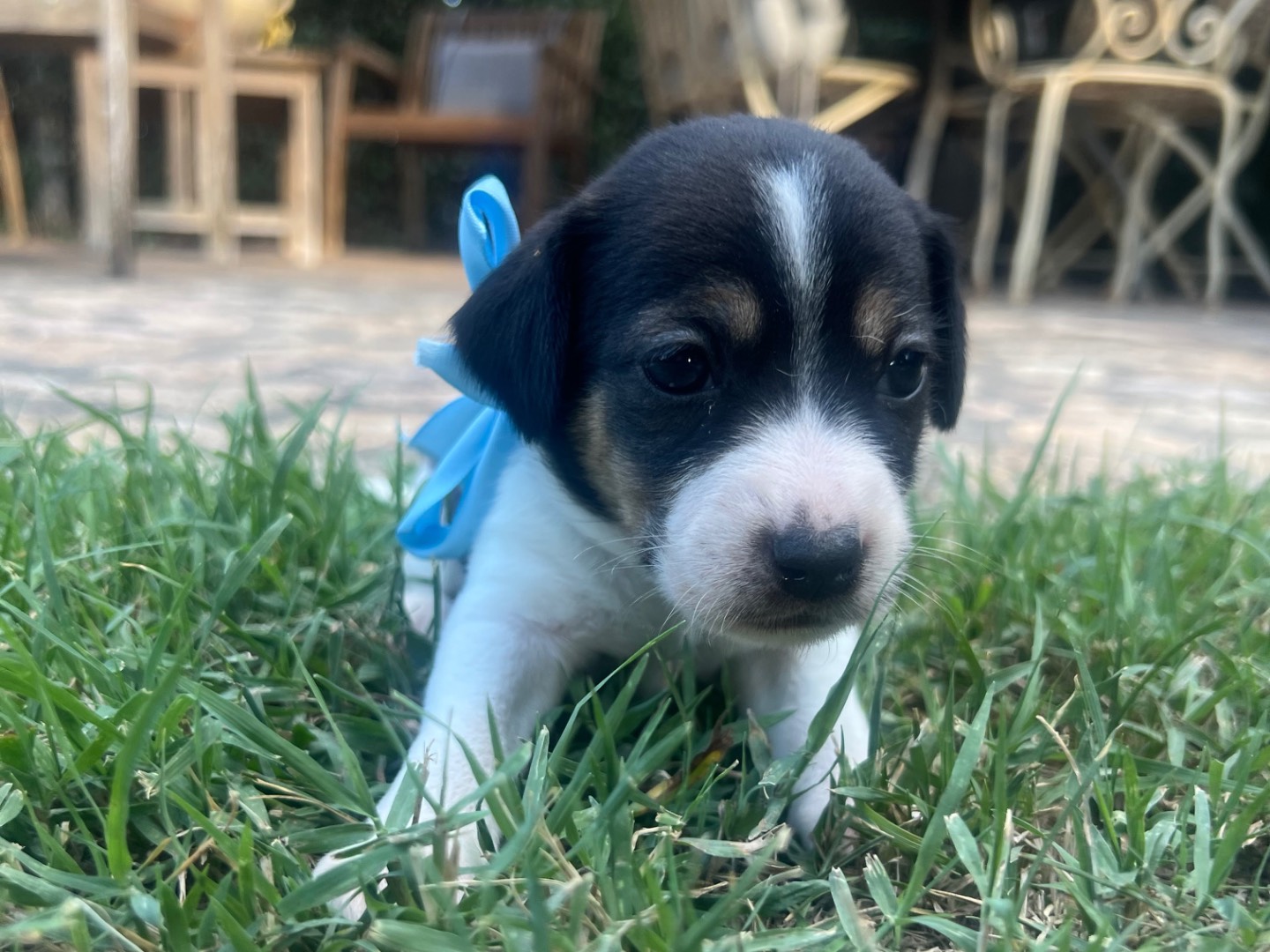 Adotta il cane Poldo a Roma