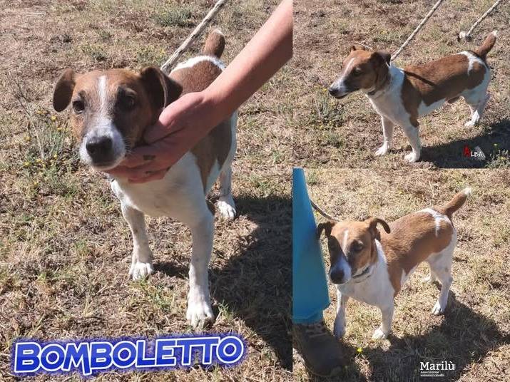 Adozione cane, maschio, Jack Russell Terrier Razza sconosciuta, 6 anni e 1 mese, taglia piccola, Roma