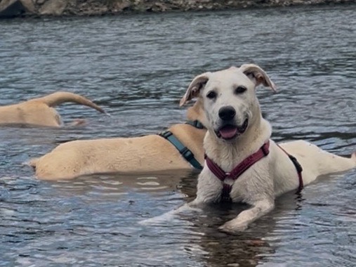 Adozione cane, femmina, Labrador Retriever Razza sconosciuta, 4 mesi, taglia media, Milano