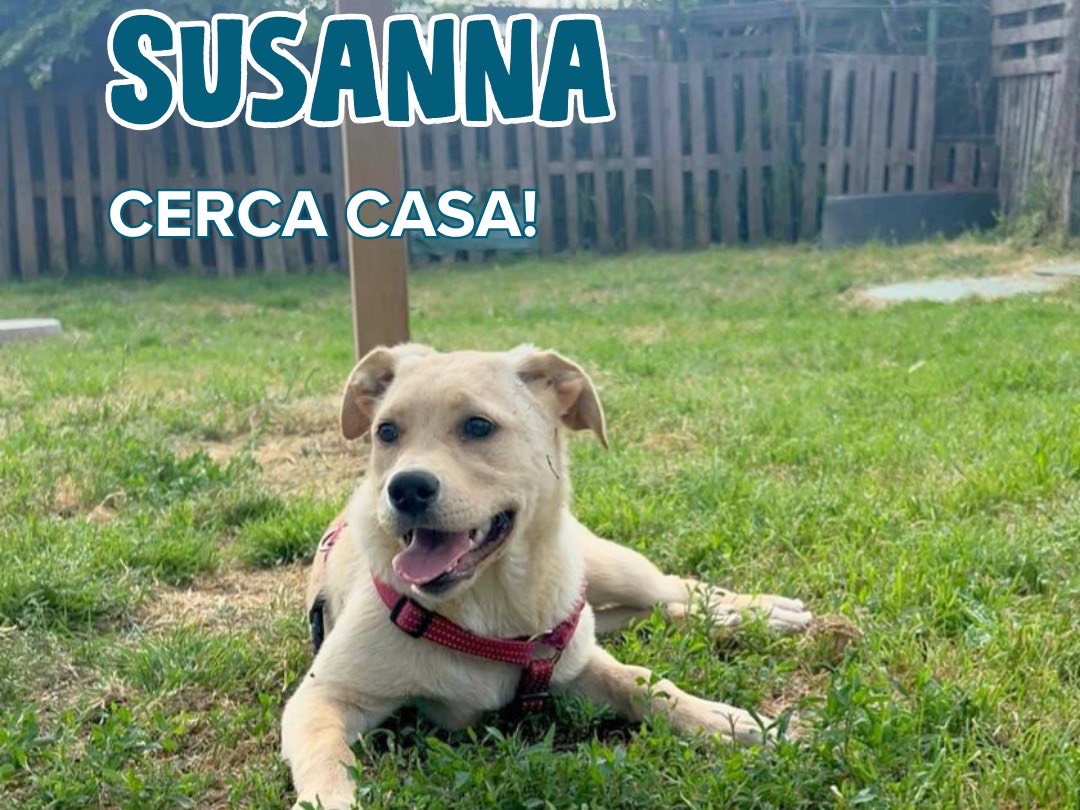 Adotta un cane, femmina, 4 mesi, Milano