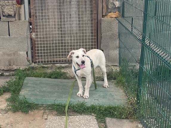 Adotta un cane, taglia media, femmina, Milano