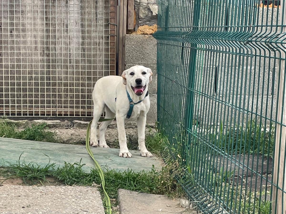 Vuoi adottare un cane a Milano?