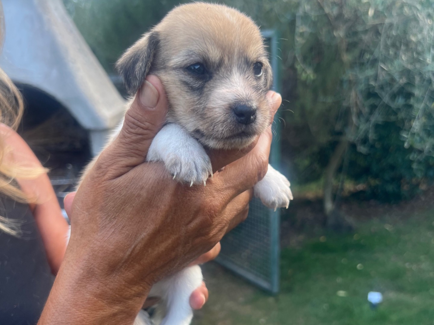 Vuoi adottare un cane a Roma?