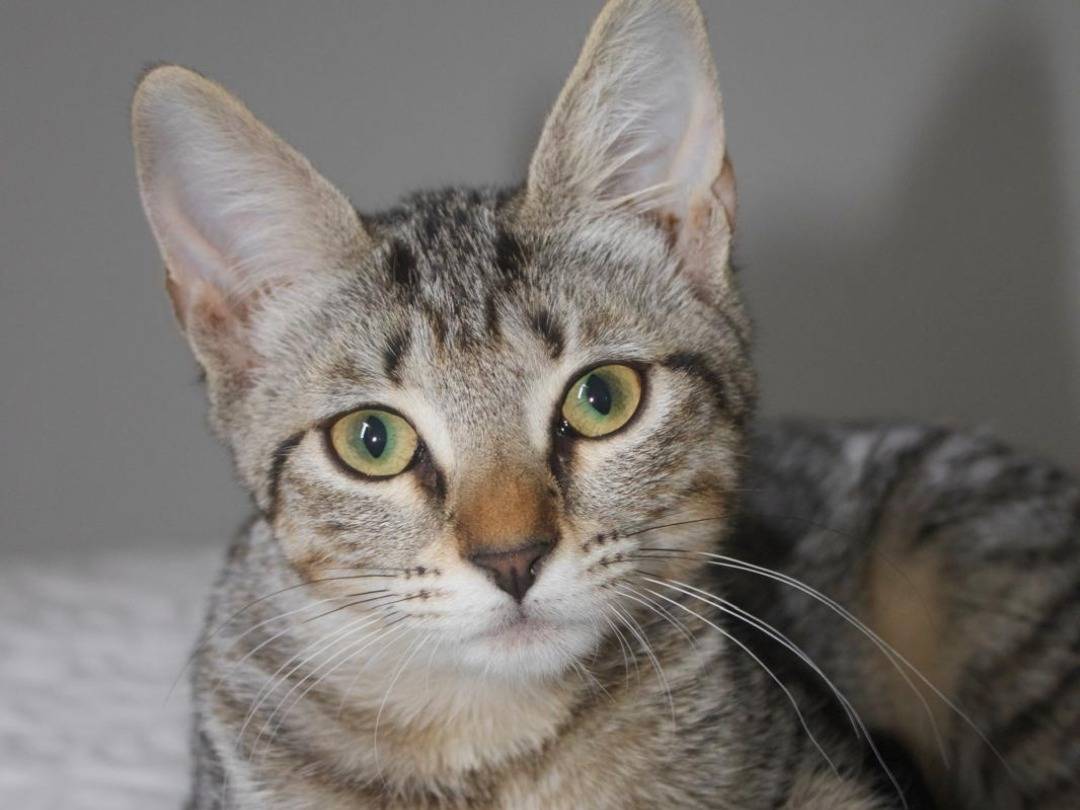 Adozione gatto, femmina, Razza sconosciuta Razza sconosciuta, 3 mesi, taglia non valida, Ravenna